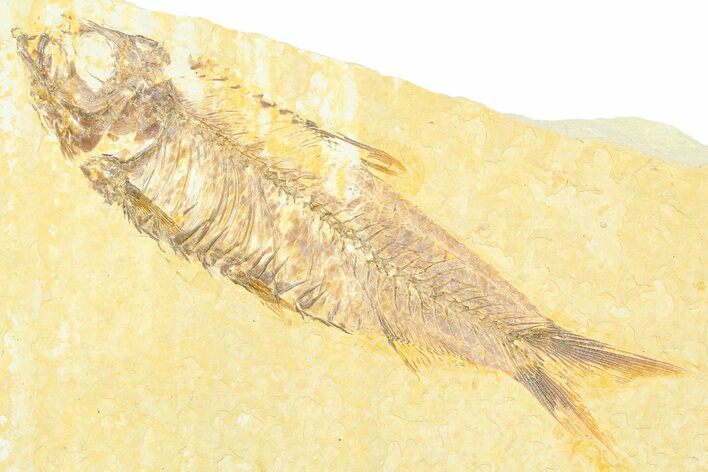 Detailed Fossil Fish (Knightia) - Wyoming #372331